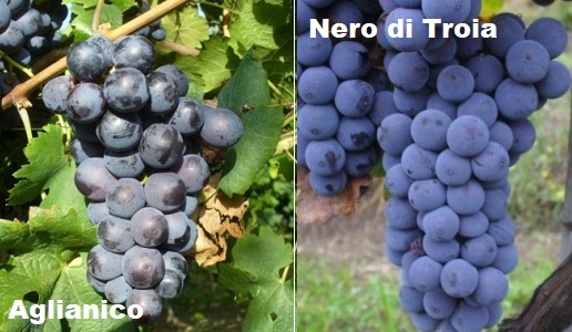 Vitigni Aglianico e Nero di Troia