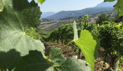 Vitigni Irpini progetto Adotta una vite