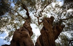 Oleificio Guccione albero secolare