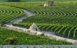 Masseria Amastuola vigneti a onda