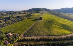 vigneto Tignanello dell'omonima tenuta di Antinori