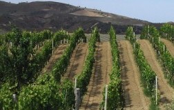 'A Vita e il rosato che sa di territorio