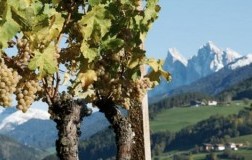 Valle Isarco Alto Adige Vigna
