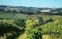 Anche il ciliegiolo sa invecchiare