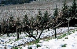 Angelucci, alfiere del moscadello abruzzese