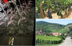 Anteprima Vin d'Alsace Pinot Noir Andrea Zarattini DoctorWine