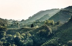 Colline Prosecco Superiore Conegliano-Valdobbiadene
