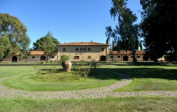 Biancolella ponzese