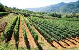 La salinità del Pigato BioVio