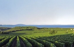 Bolgheri panorama con vigneto