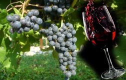 Bordolesi ieri e oggi: la gioventù (1)