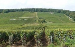 Borgogna Grandi Firme (1): alcuni grandi interpreti dello Chardonnay