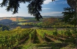Bricco dei Guazzi: Chi conosce l'Albarossa?