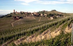 C’è Dolcetto e Dolcetto