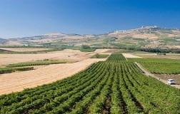 cva canicattì cantina vini vigneto sicilia nero d'avola centuno doctorwine