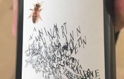 Contrada Salandra Campi Flegrei Falanghina 2016