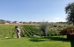 Cantina Dessena panorama vigneti Sardegna