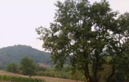 cantina dryas brut metodo classico grande quercia
