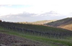 cantina della volta lambrusco di modena trentasei vino spumante emilia romagna vigneti