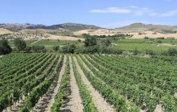 Caparra & Siciliani Cantina vini Calabria vigneti panorama