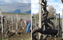 Carricante come Riesling