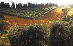 Casa e Chiesa, piacevole merlot lucchese