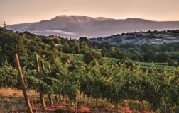 Casal Thaulero cantina vini Abruzzo vigneti