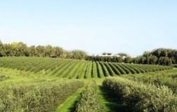 Casale San Giorgio olio panorama