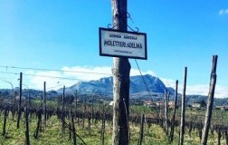 Cesinè e le antiche vigne di Adelina Molettieri 