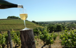 Chardonnay per tutte le stagioni: le damigelle (Borgogna #1)