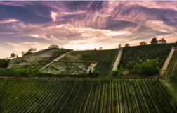 Michele Chiarlo acquisisce nuovi vigneti nell’area di produzione del Nizza docg