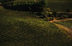 Clara Marcelli Cantina Vini Marche vigneti