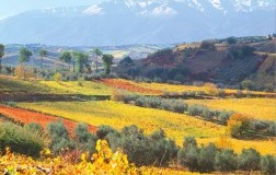 Cococciola? Sì, Spiria 2016 di Colle Moro