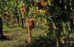 Coda di Volpe