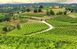 Colline del Prosecco Docg candidate Unesco