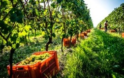consorzio tutela lugana vendemmia