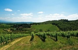 Consorzio Valdarno vigne