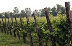 conti riccati asolo prosecco superiore extra brut vino spumante veneto vigneti panorama
