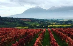 I Mille per la Guardiense falanghina aglianico cantina vini campania doctorwine