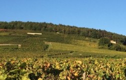 Vosne Romanée, Cros Parantoux