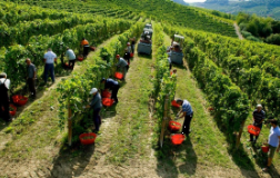 Da un cru di Serralunga