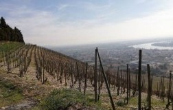 Domaine Jean-Louis Chave vigneti