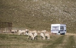 Donne del vino per i pastori
