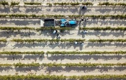 Duca di Salaparuta vigneto