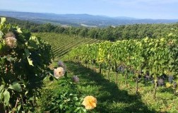 Due cru a confronto: Vecchie Vigne e Fornace
