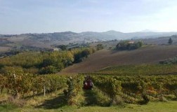 Fattoria Dezi Vigneti Regina del Bosco 2007 Montepulciano Marche Igt