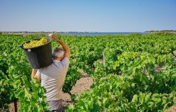 Vendemmia a Marsala - Florio