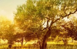 frantoio ranchino olio extra vergine d'oliva umbria uliveti poggio amante