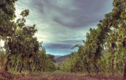 Cantina Gennaro Papa vigneto Falerno del Massico