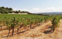 Giovanni Battista Columbu Malvasia di Bosa Alvarega vigneto